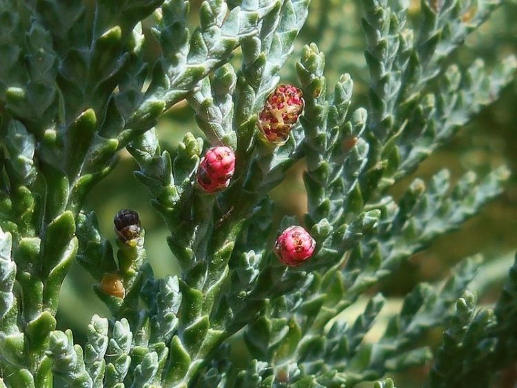 Chamaecyparis Lawsoniana - Ellwoodi #62682