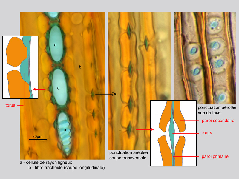 Chamaecyparis sp., histologie. #19943