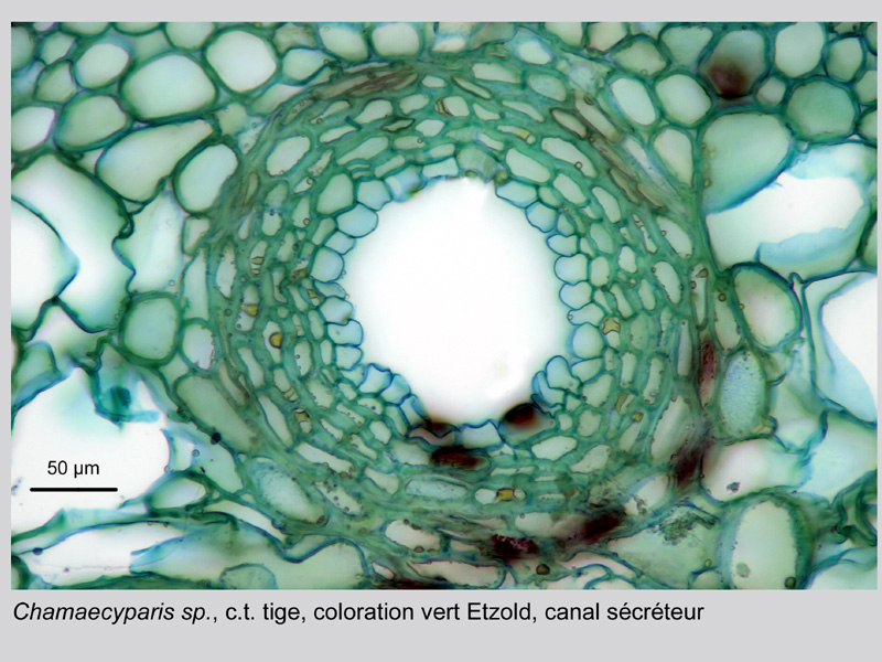 Chamaecyparis sp., histologie. #19942