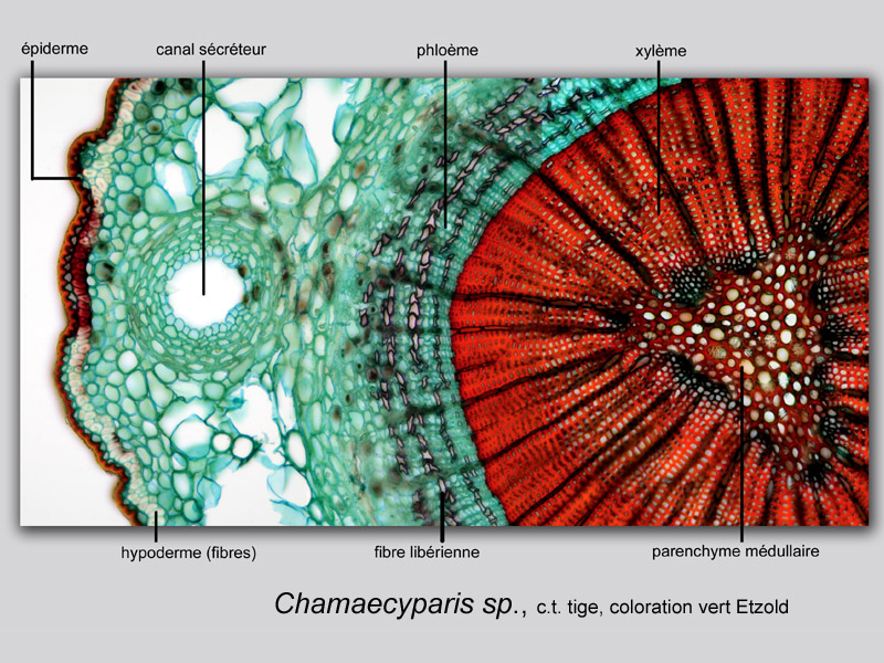 Chamaecyparis sp., histologie. #19941