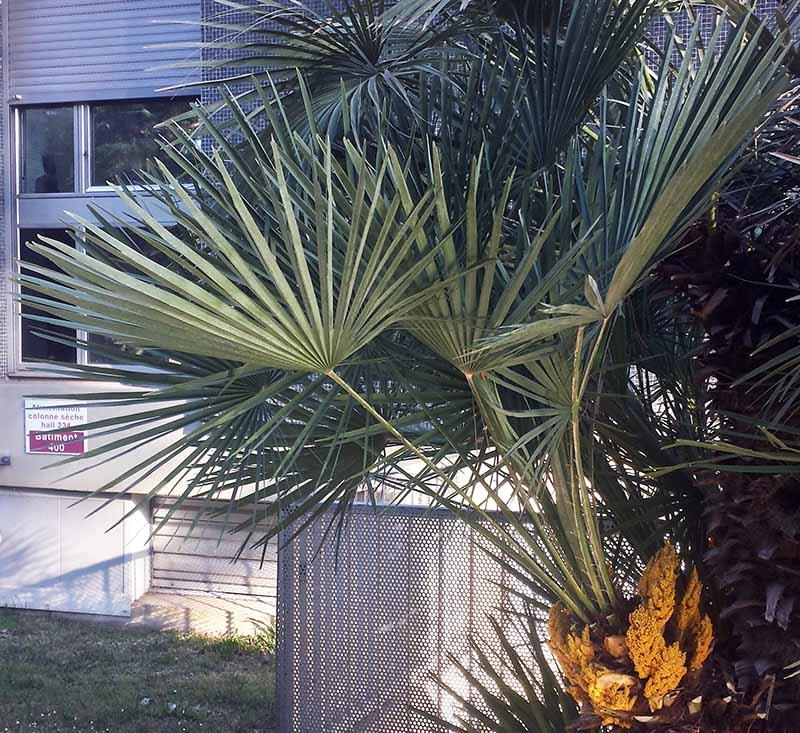 Chamaerops humilis #49795