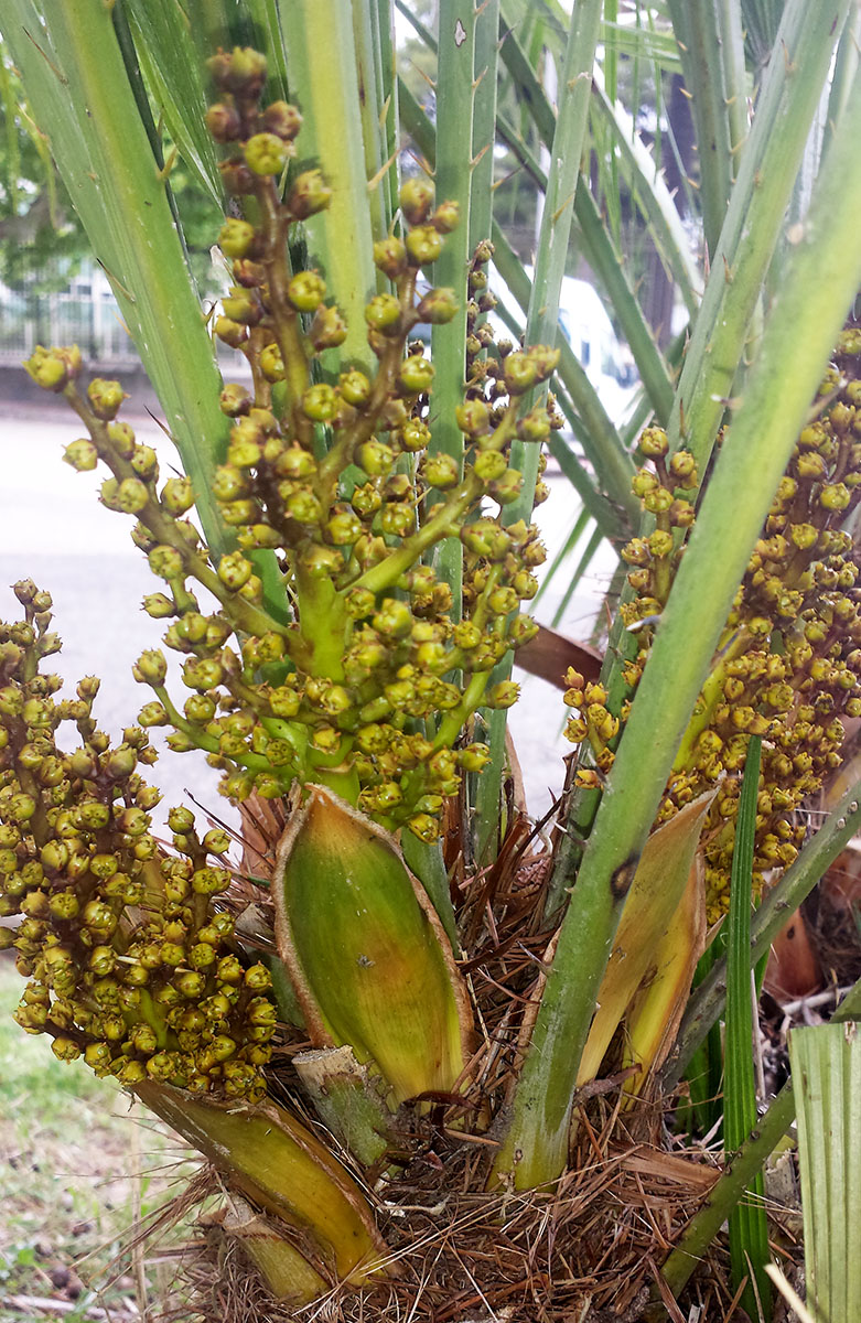 Chamaerops humilis #54735