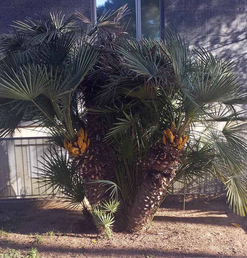 Chamaerops humilis #49792