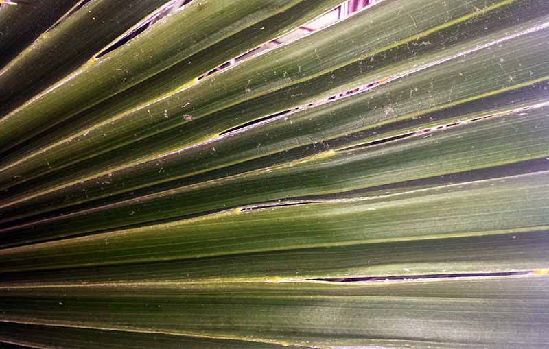Chamaerops humilis #49917