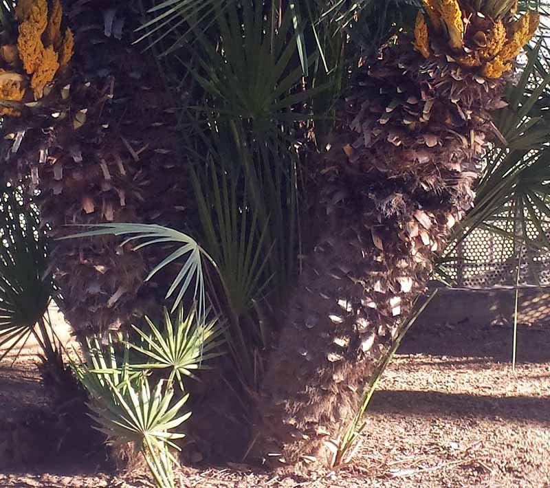 Chamaerops humilis #49793