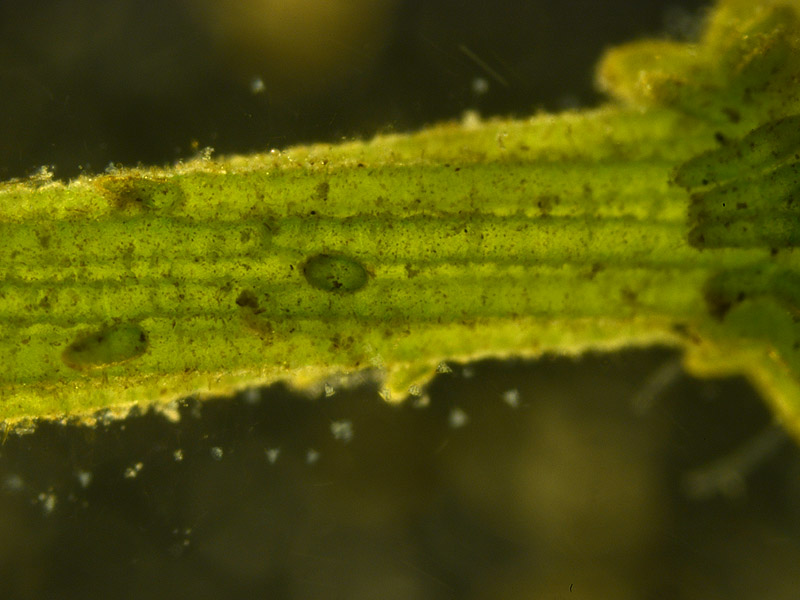 Chara vulgaris L. chara commune #46110