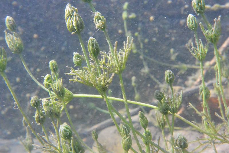 Chara vulgaris L. chara commune #46109