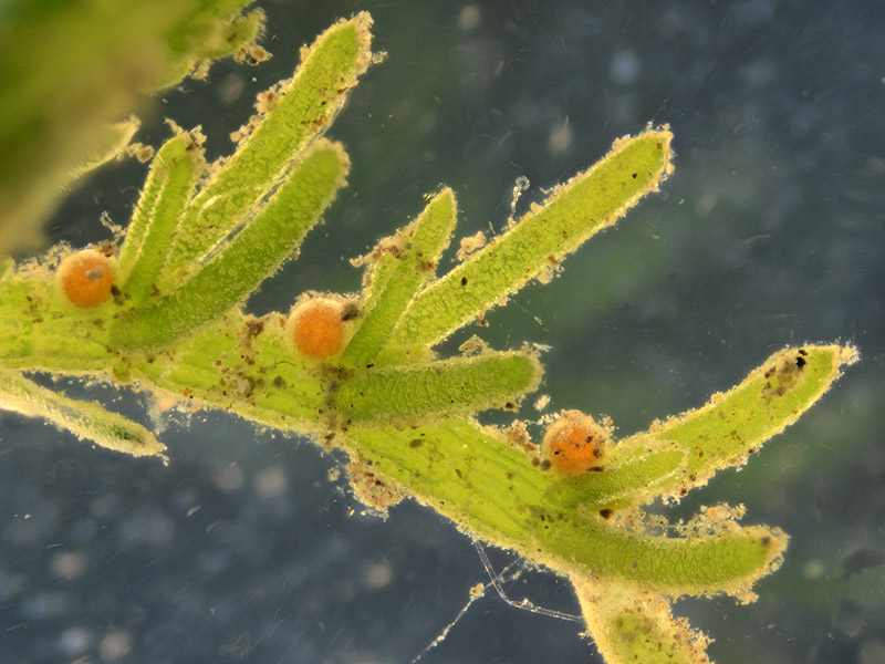 Chara vulgaris L. chara commune #46111