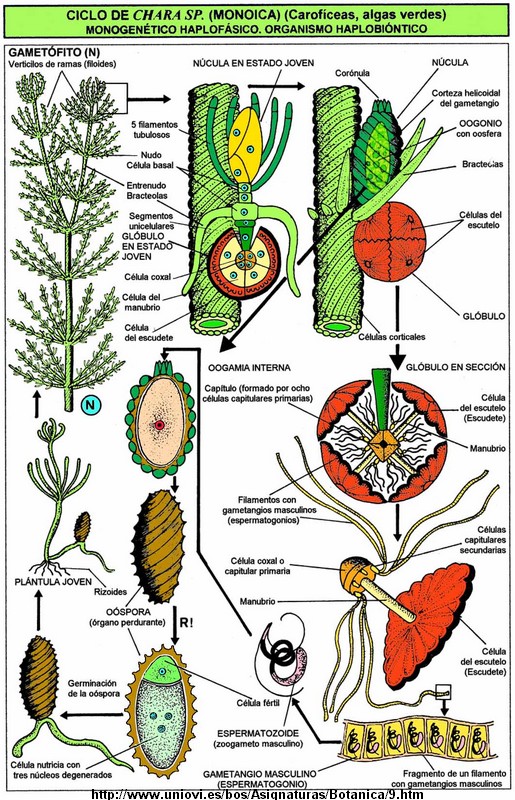 Characées... plante ou algue ? #6103