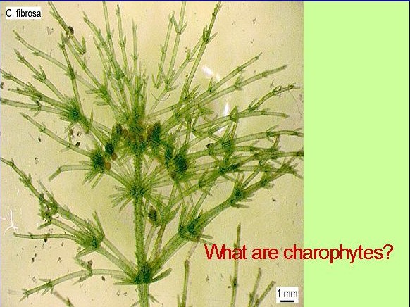 Characées... plante ou algue ? #6102