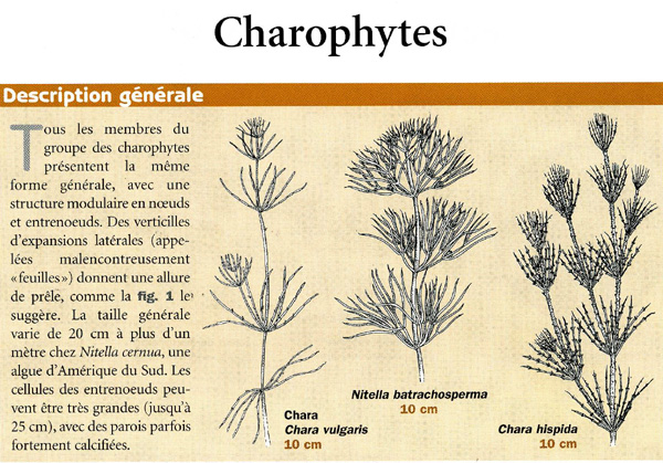 Characées... plante ou algue ? #6179