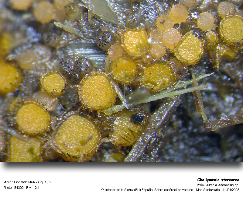 Cheilymenia stercorea (Pers.) Boud. #3395