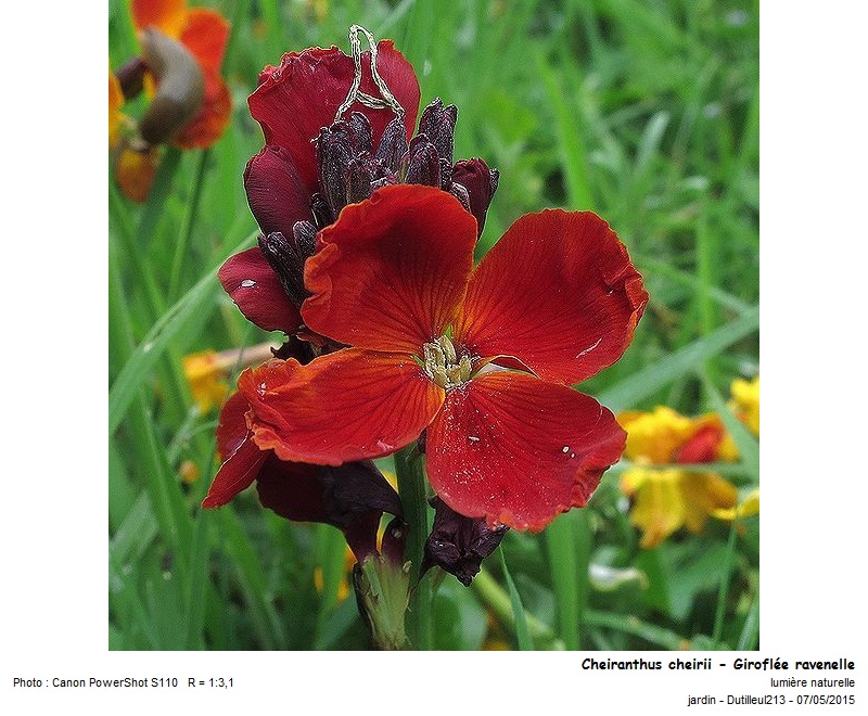 Cheiranthus cheirii - Giroflée ravenelle #41275