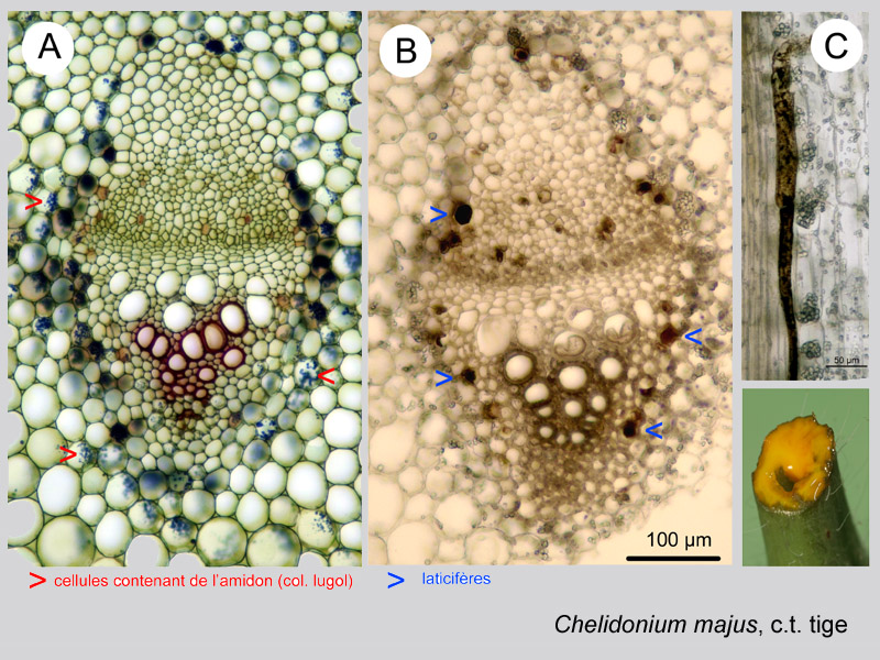 Chelidonium majus, histologie, histology. #21319