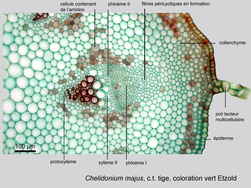 Chelidonium majus, histologie, histology. #21318