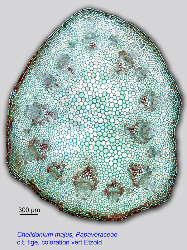 Chelidonium majus, histologie, histology. #21316
