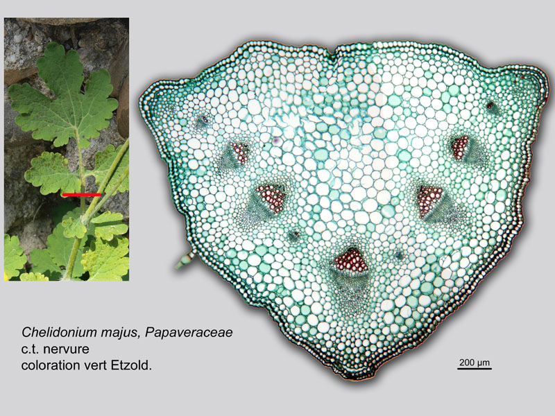 Chelidonium majus, histologie, histology. #21317