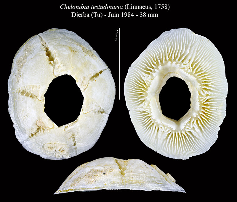 Chelonibia testudinaria #63726