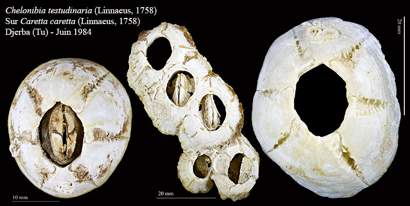 Chelonibia testudinaria #63727