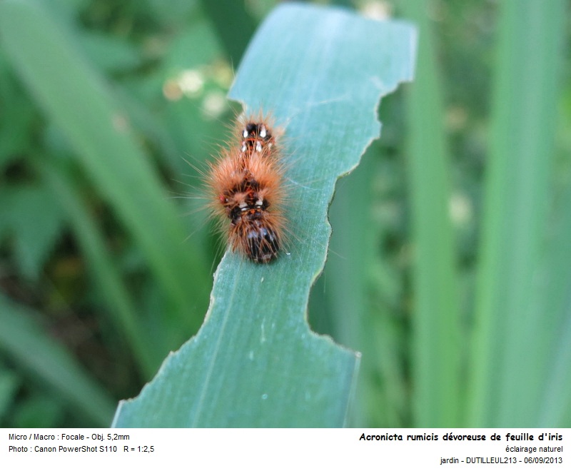 Chenille Acronicta rumicis ou Noctuelle de la patience #33652