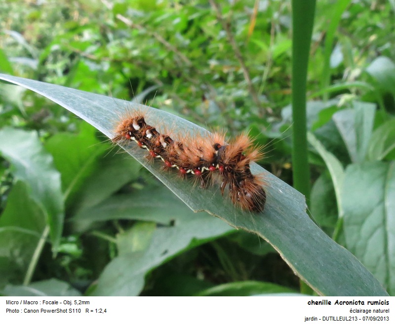 Chenille Acronicta rumicis ou Noctuelle de la patience #33655