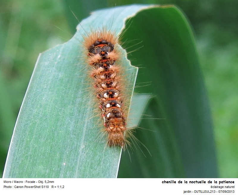 Chenille Acronicta rumicis ou Noctuelle de la patience #33657