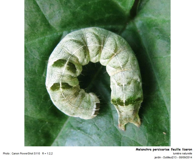 Chenille de Melanchra persicariae #43437