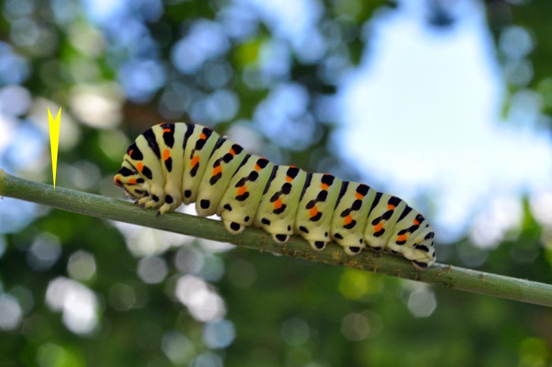 Chenille de Machaon : questions de comportement. #46161