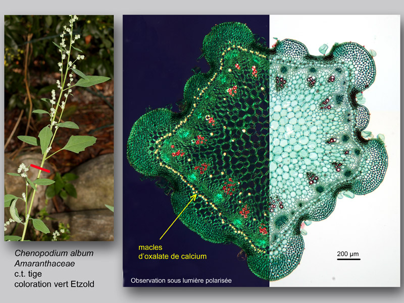 Chenopodium album, histologie, histology. #23348