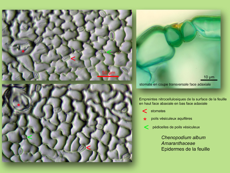 Chenopodium album, histologie, histology. #23351
