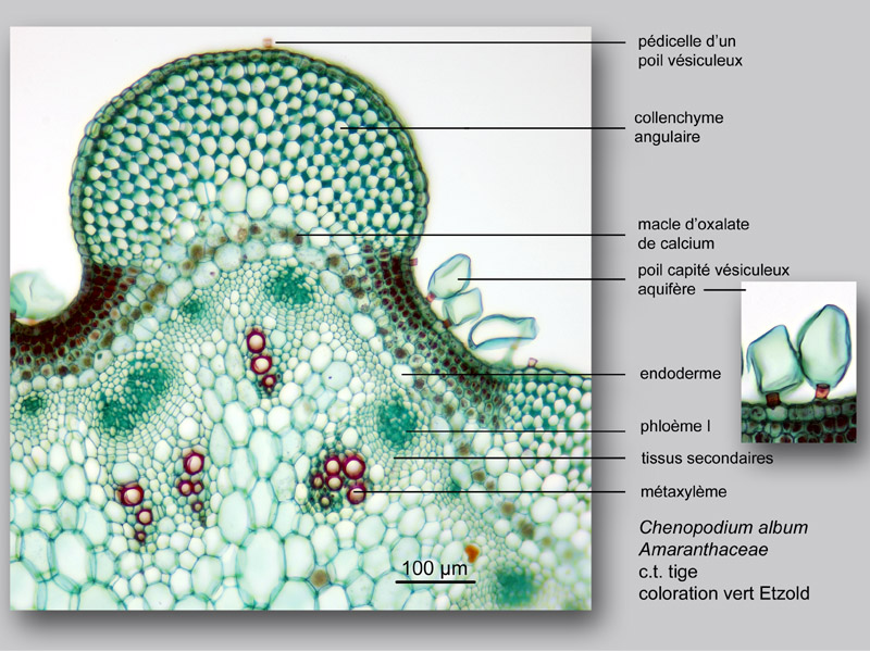 Chenopodium album, histologie, histology. #23349