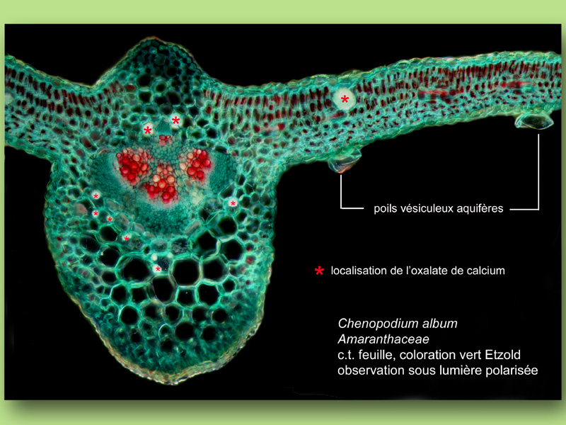 Chenopodium album, histologie, histology. #23350
