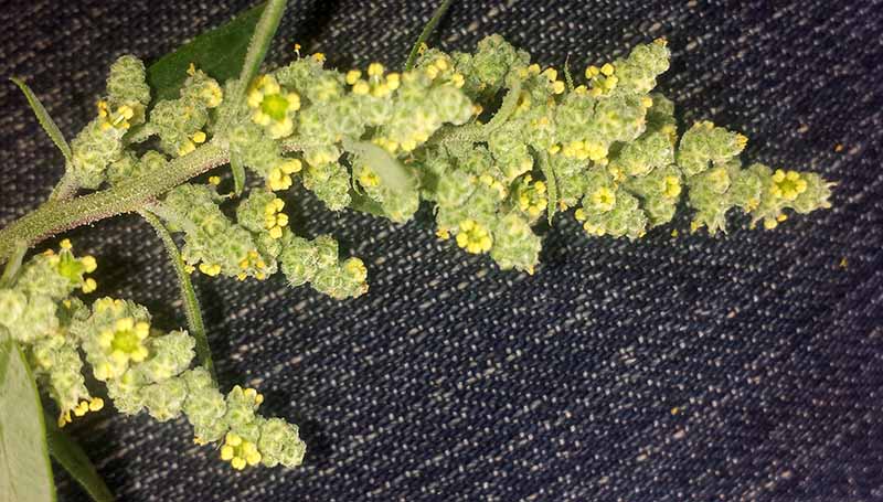 Chenopodium album #52399
