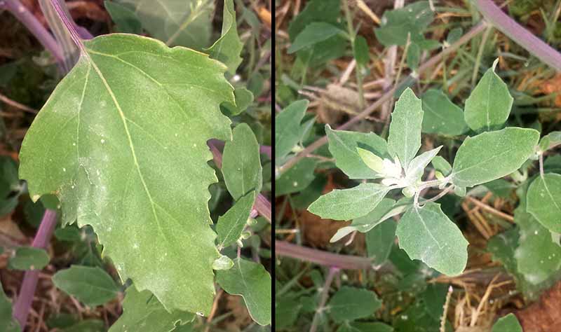 Chenopodium album #52397