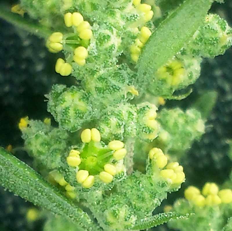 Chenopodium album #52400