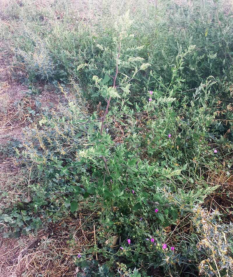 Chenopodium album #52396