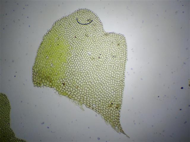 Chiloscyphus pallescens (Ehrh. ex Hoffm.) Dumort. #61075