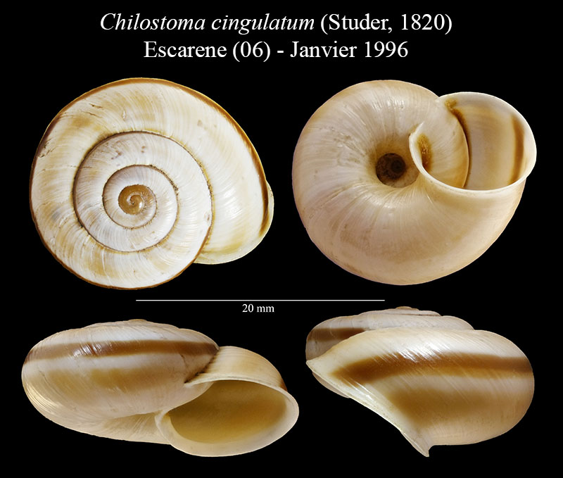 Chilostoma cingulatum #56007