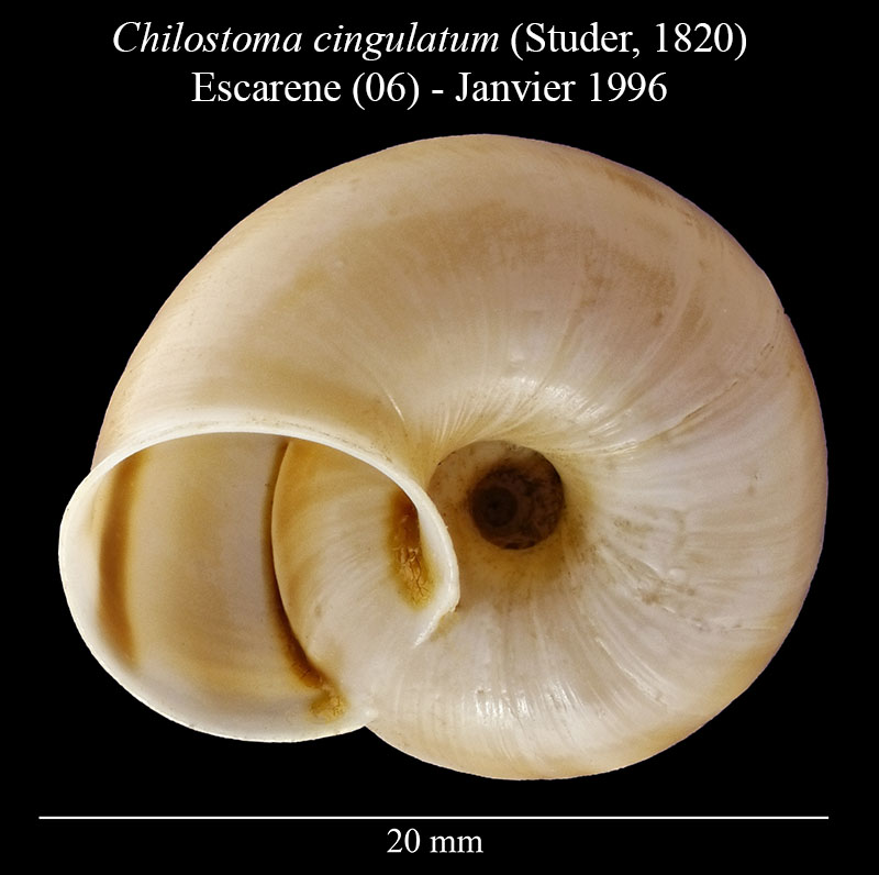 Chilostoma cingulatum #56006