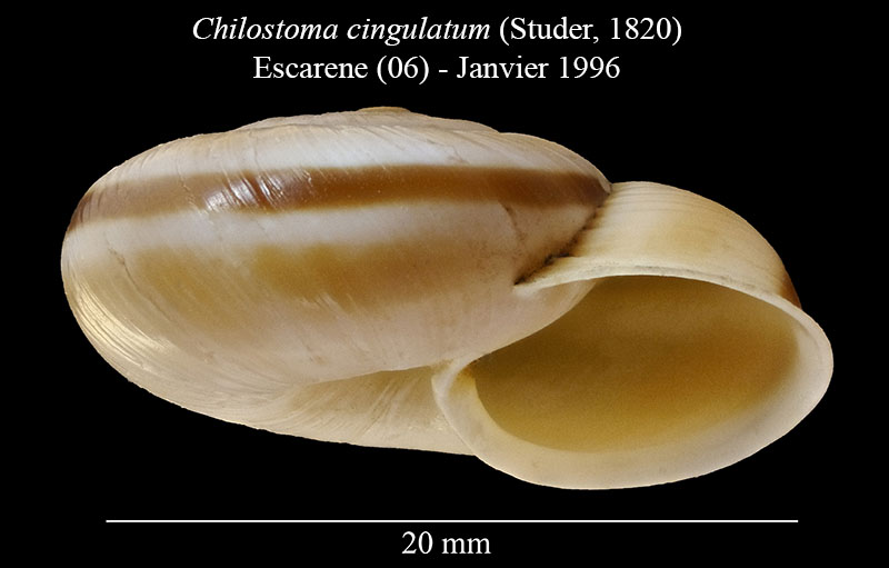 Chilostoma cingulatum #56004