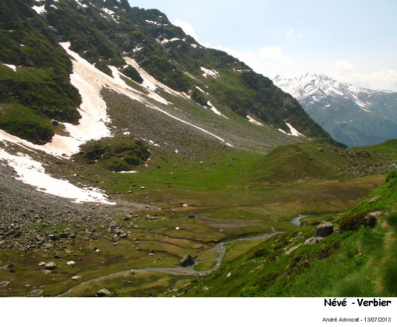 Chlamydomonas nivalis Wille (Algue des neiges) #32781