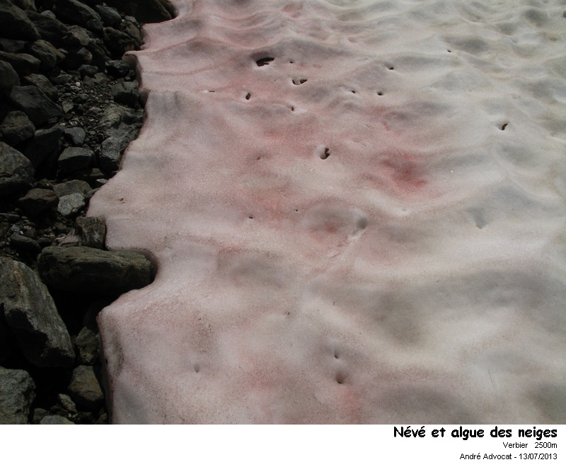 Chlamydomonas nivalis Wille (Algue des neiges) #32750