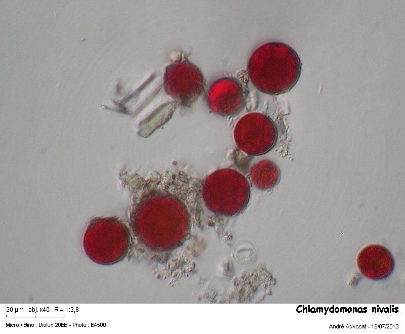 Chlamydomonas nivalis Wille (Algue des neiges) #32751
