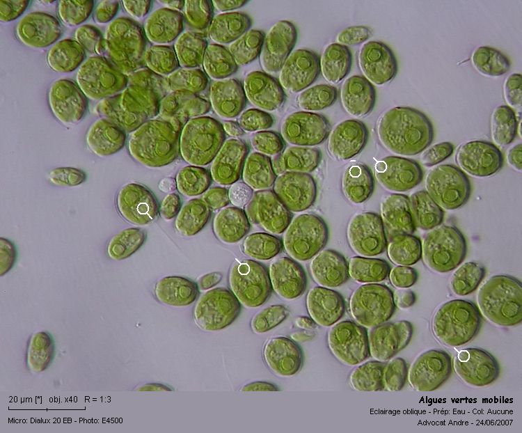 Chlamydomonas sp. #2630