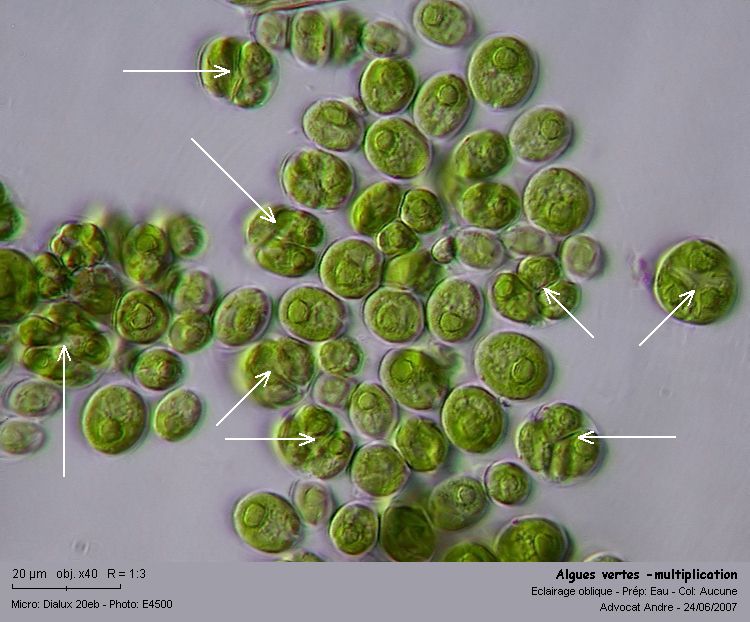 Chlamydomonas sp. #2629