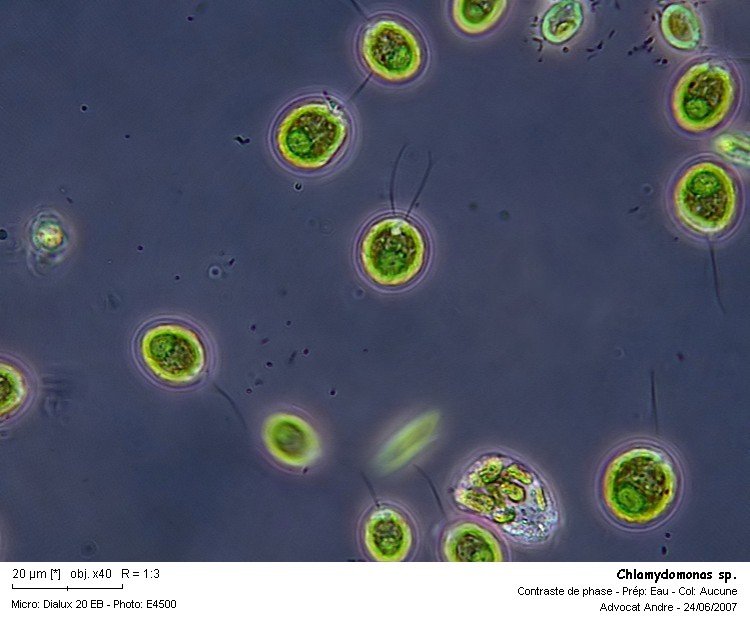 Chlamydomonas sp. #2631
