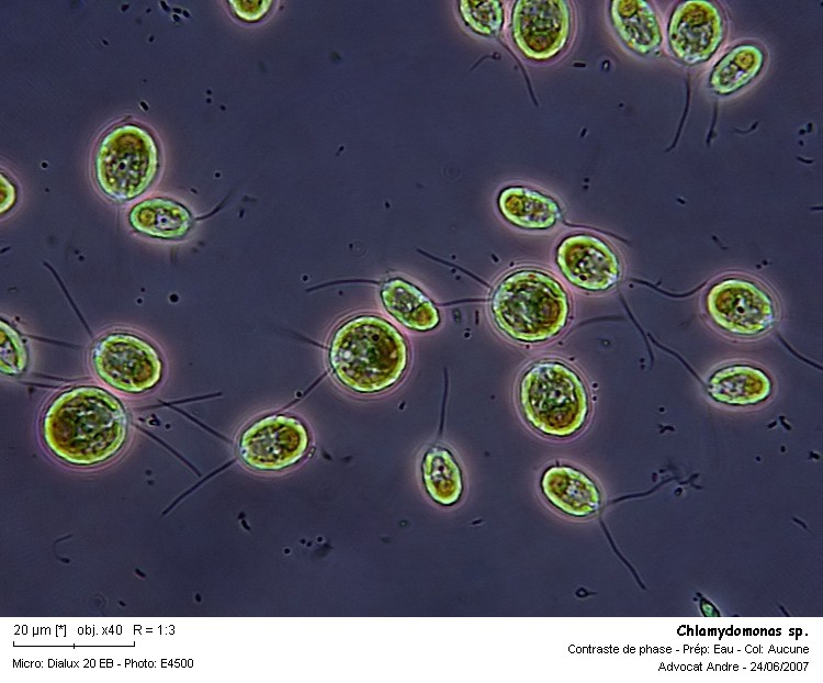 Chlamydomonas sp. #2632