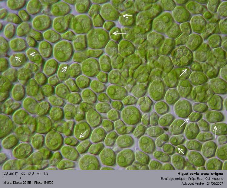 Chlamydomonas sp. #2628
