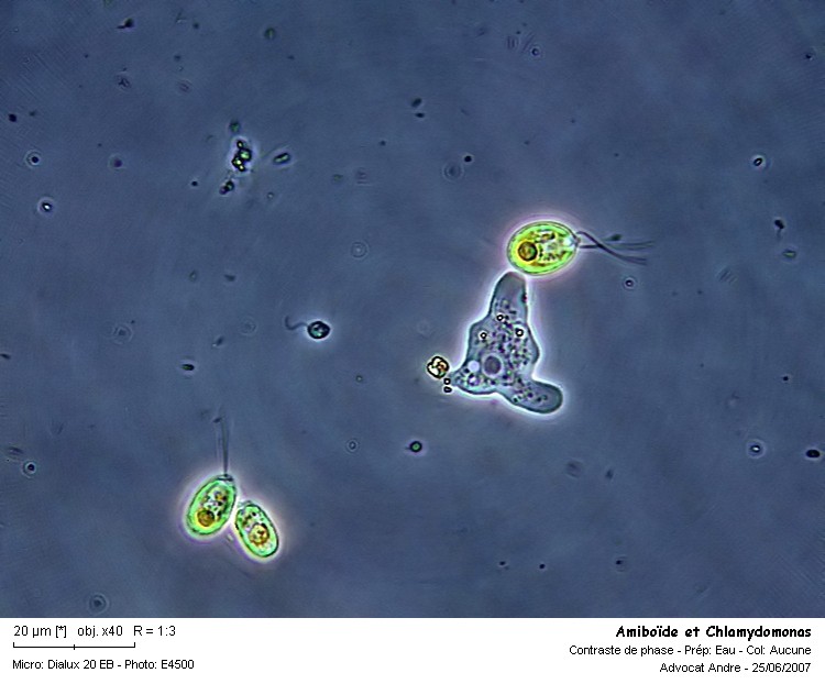 Chlamydomonas sp. #2636