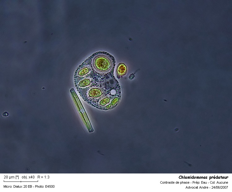 Chlamydomonas sp. #2633